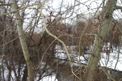 Populus tremula