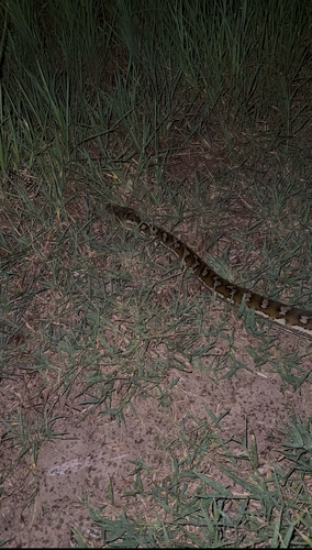 Coastal Carpet Python sighting