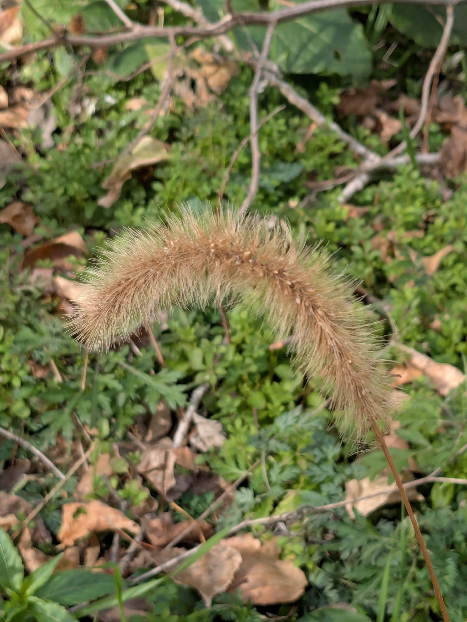Foxtail Bristle-Grass (Setaria italica)