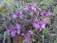 Pedicularis anthemifolia