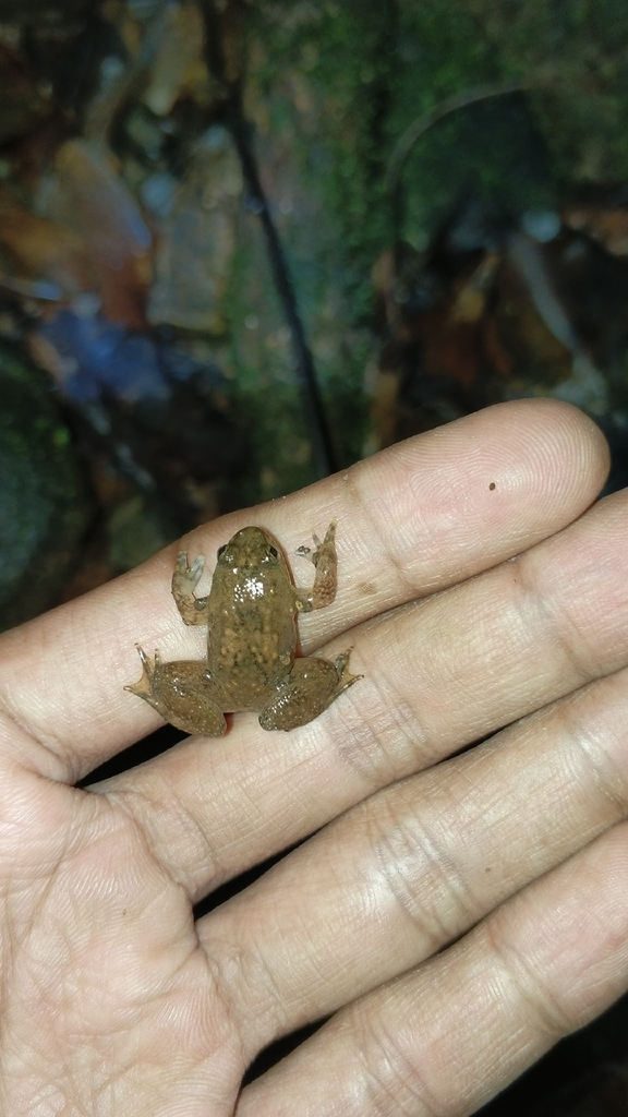 Bancet sulawesi (Occidozyga celebensis)