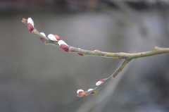 Salix caprea