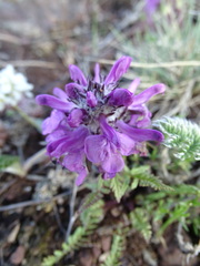 Pedicularis anthemifolia