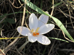 Crocus cambessedesii