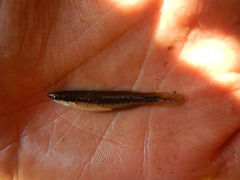 Fundulus olivaceus