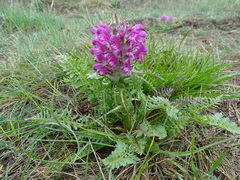 Pedicularis dasystachys