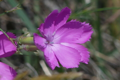 Dianthus gratianopolitanus