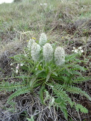 Pedicularis dasystachys