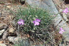 Dianthus gratianopolitanus