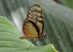 Pteronymia picta notilla