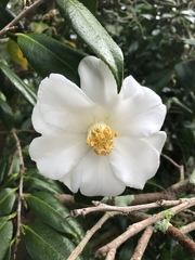 Theaceae