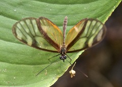 Pteronymia picta notilla