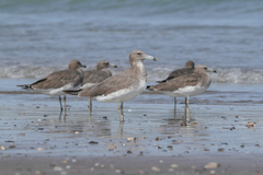 Ichthyaetus hemprichii