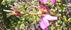 Chironia tetragona