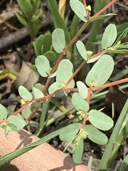 Euphorbia inaequilatera