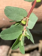 Euphorbia inaequilatera