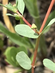 Euphorbia inaequilatera