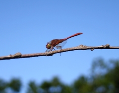 Sympetrum striolatum imitoides