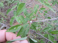 Jacaratia corumbensis