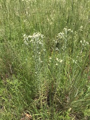 Pseudognaphalium oligandrum