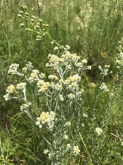 Pseudognaphalium oligandrum