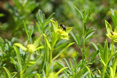 Euphorbia glabriflora
