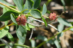 Euphorbia glabriflora