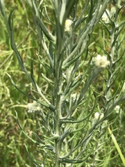 Pseudognaphalium oligandrum