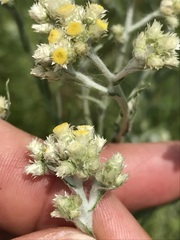 Pseudognaphalium oligandrum