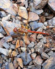 Sympetrum striolatum imitoides