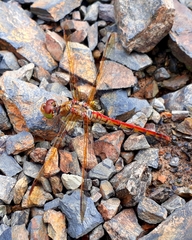 Sympetrum striolatum imitoides