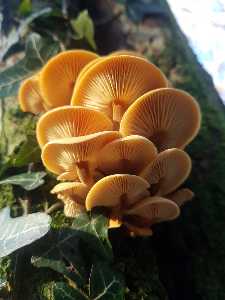Flammulina · November 2025 · photo: © nighthawk09 (iNaturalist, cc0)
