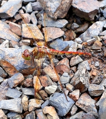 Sympetrum striolatum imitoides