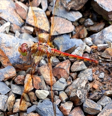 Sympetrum striolatum imitoides