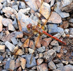 Sympetrum striolatum imitoides
