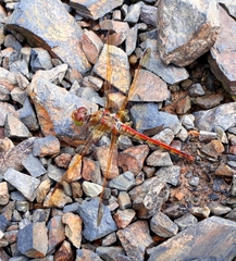 Sympetrum striolatum imitoides