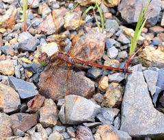 Sympetrum striolatum imitoides