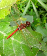 Sympetrum striolatum imitoides