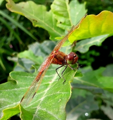Sympetrum striolatum imitoides