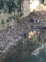 Cairina moschata domestica