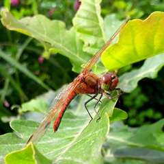 Sympetrum striolatum imitoides