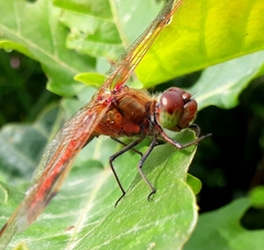 Sympetrum striolatum imitoides
