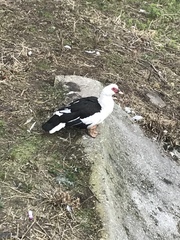 Cairina moschata domestica