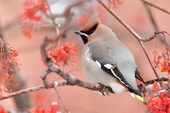 Bohemian Waxwing - Photo (c) Илья Сухов, some rights reserved (CC BY-NC)