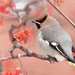 Bohemian Waxwing - Photo (c) Илья Сухов, some rights reserved (CC BY-NC)