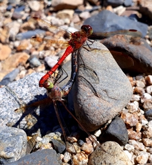 Sympetrum striolatum imitoides