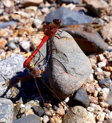 Sympetrum striolatum imitoides