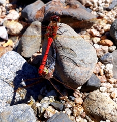 Sympetrum striolatum imitoides