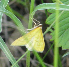 Mecyna flavalis