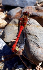 Sympetrum striolatum imitoides